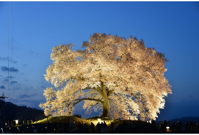 わに塚の桜