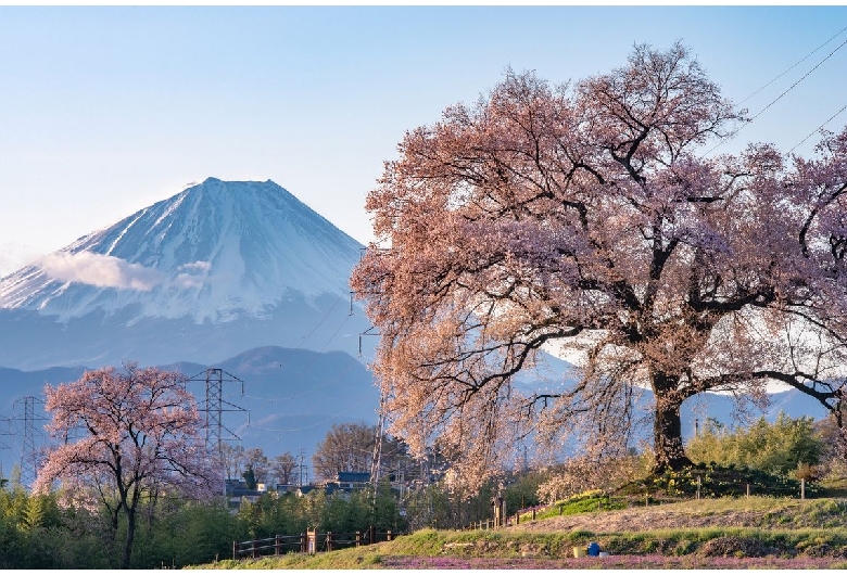 わに塚の桜