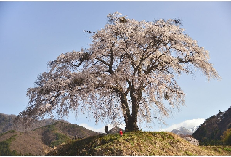 上発地の枝垂桜