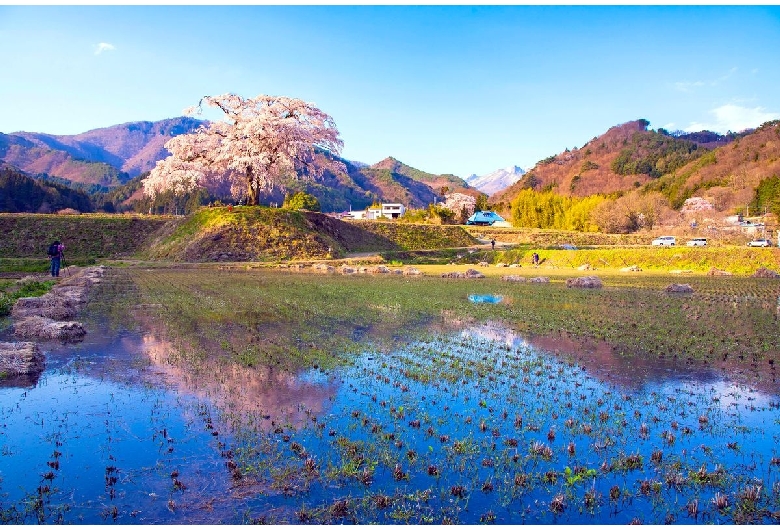 上発地の枝垂桜