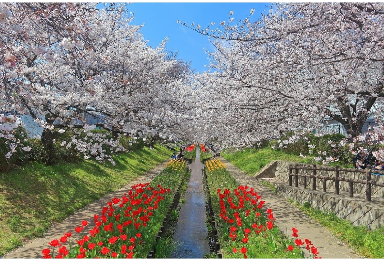 江川せせらぎ緑道