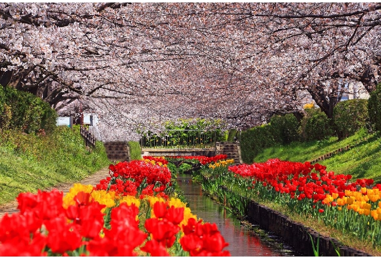 江川せせらぎ緑道