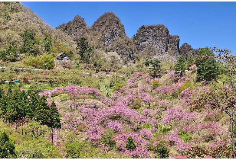 県立森林公園妙義山さくらの里