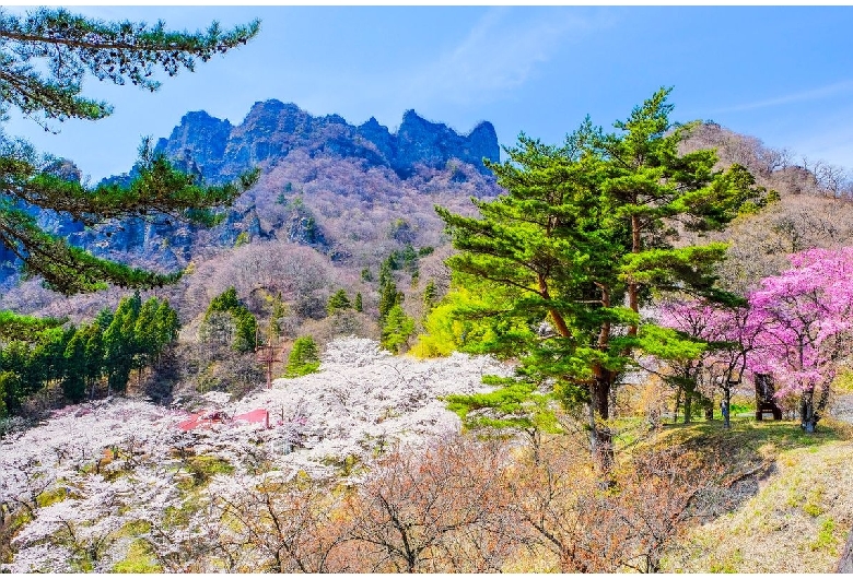 県立森林公園妙義山さくらの里