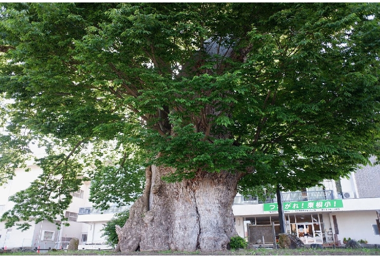 東根の大ケヤキ