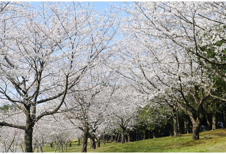 吉野公園