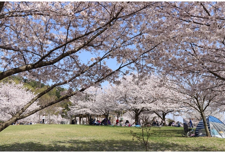 松山総合公園