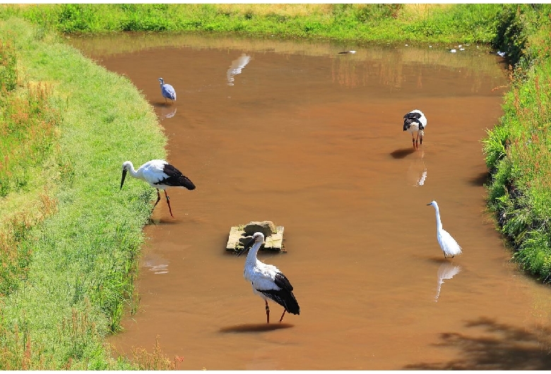 兵庫県立コウノトリの郷公園