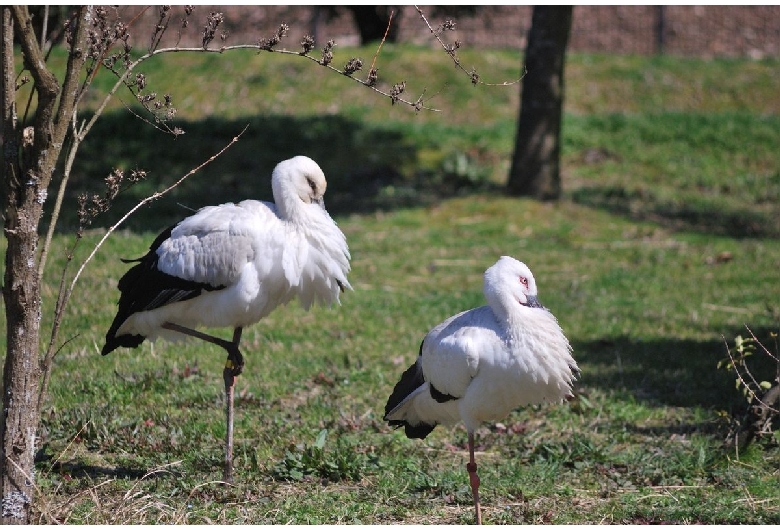 兵庫県立コウノトリの郷公園