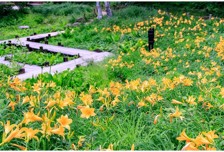 六甲高山植物園