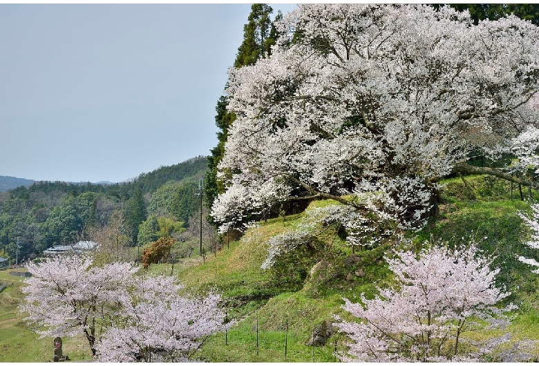 佛隆寺（仏隆寺）