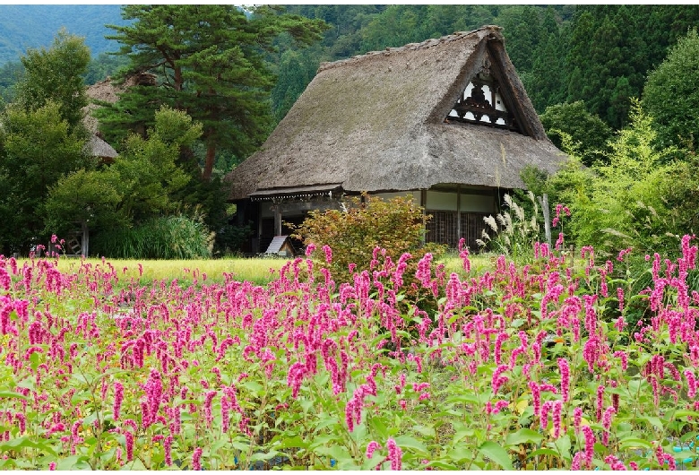 明善寺庫裡郷土館（白川郷）