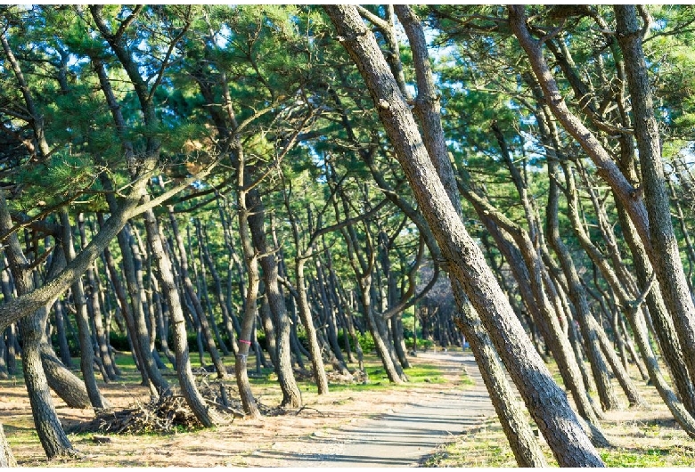 千本浜（千本松原）