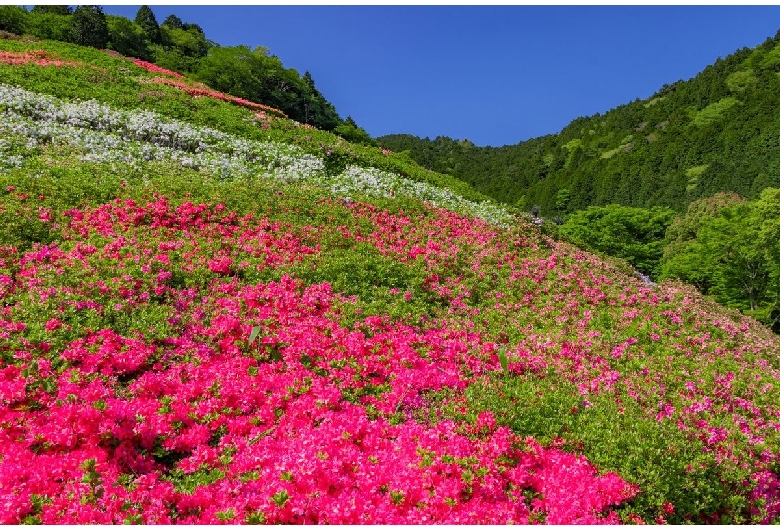 姫の沢公園