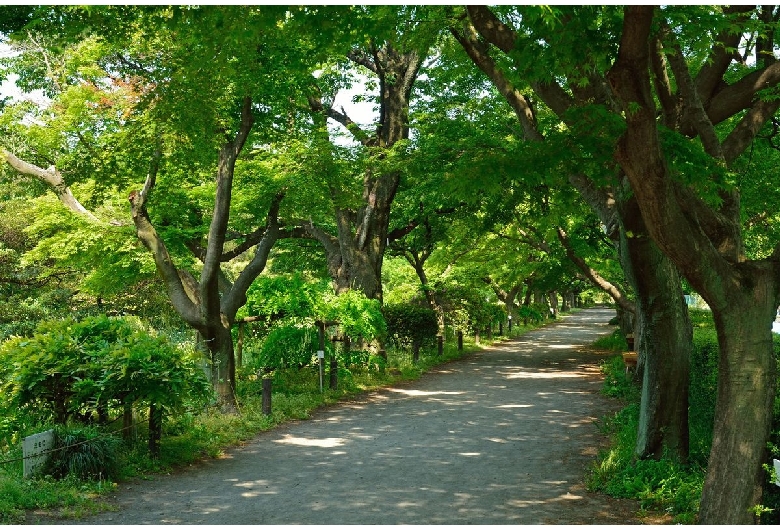 東京大学大学院理学系研究科附属植物園（小石川植物園）