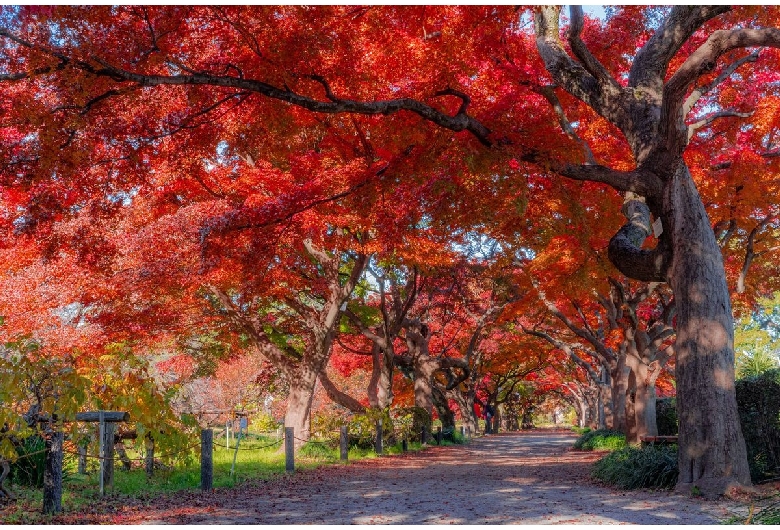 東京大学大学院理学系研究科附属植物園（小石川植物園）