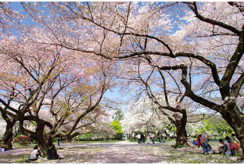 東京大学大学院理学系研究科附属植物園（小石川植物園）