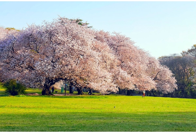 砧公園