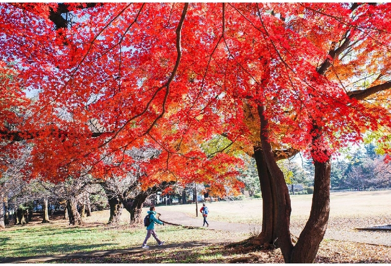 砧公園