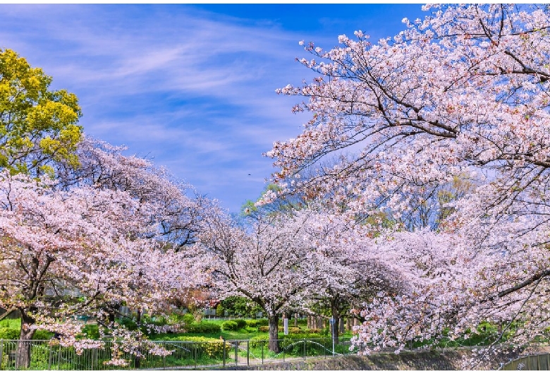 善福寺川緑地