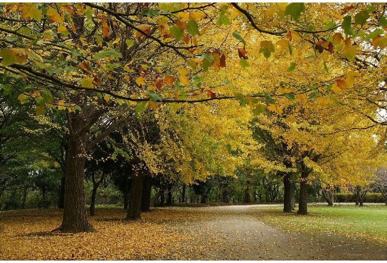 青葉の森公園