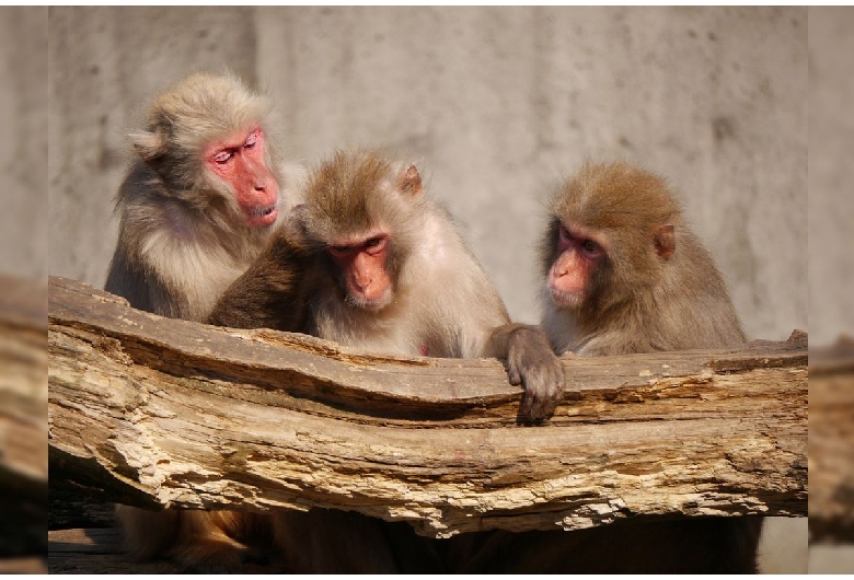 宇都宮動物園