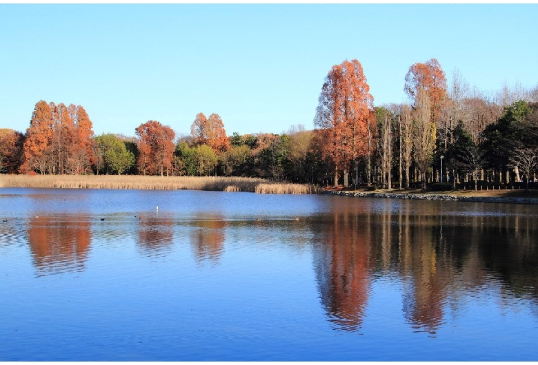 洞峰公園