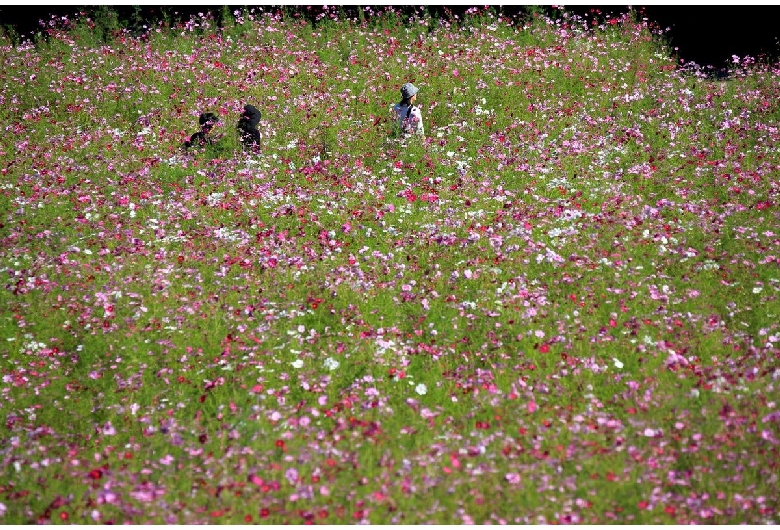 くりはま花の国