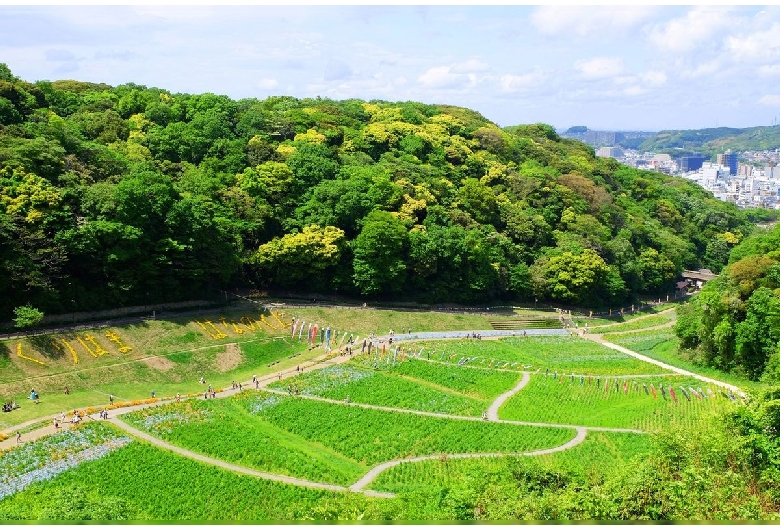 くりはま花の国