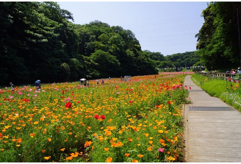 くりはま花の国