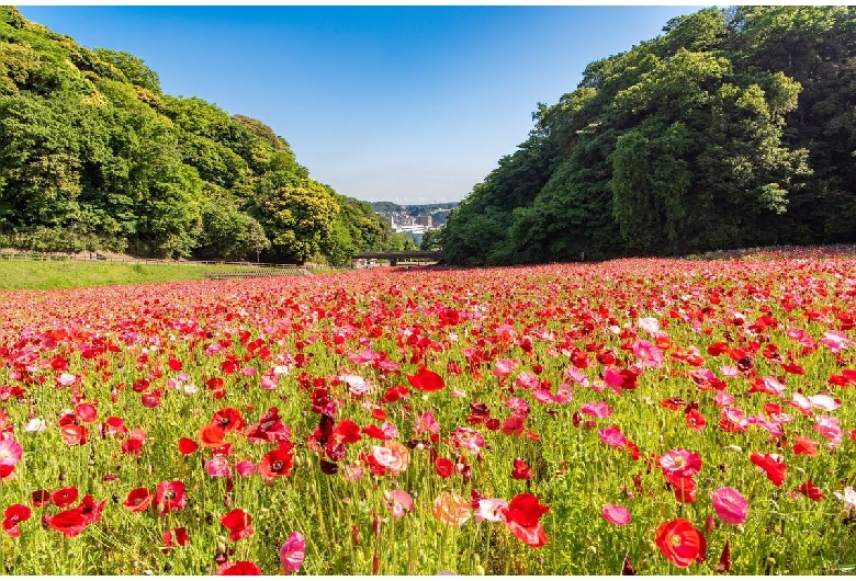 くりはま花の国