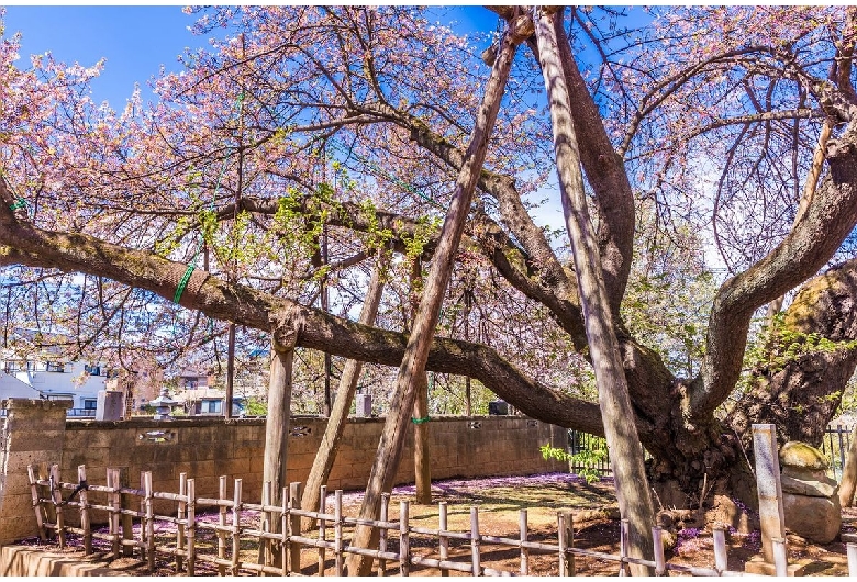 石戸蒲桜（東光寺）