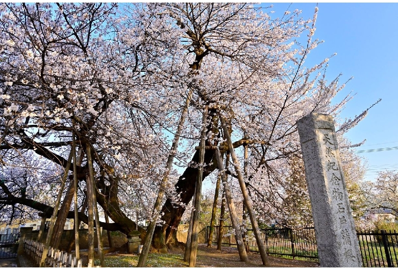 石戸蒲桜（東光寺）