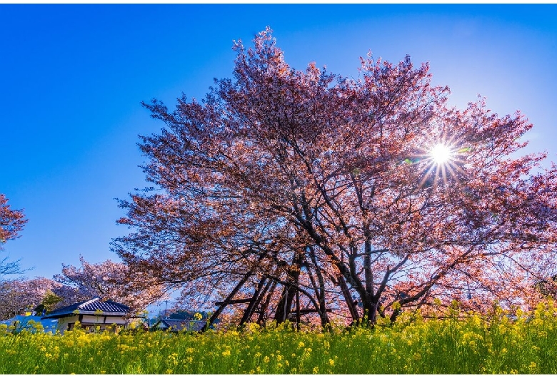 狩宿の下馬桜