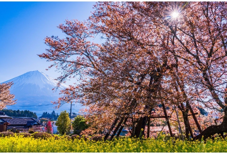 狩宿の下馬桜