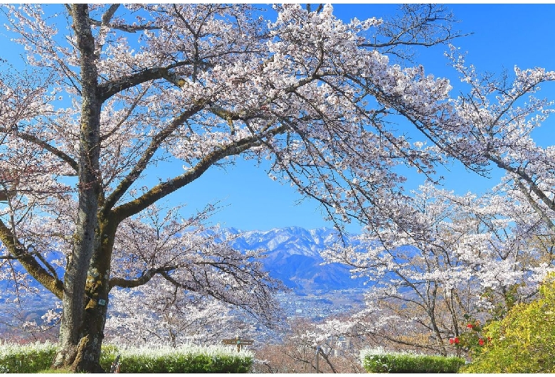 美の山公園