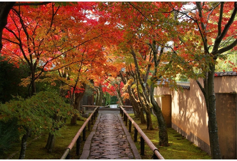 光悦寺＞京都府 - 京都市街地・嵐山・高雄・鞍馬・大原・伏見