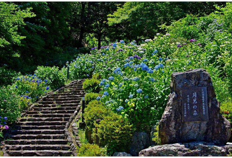 月見の森