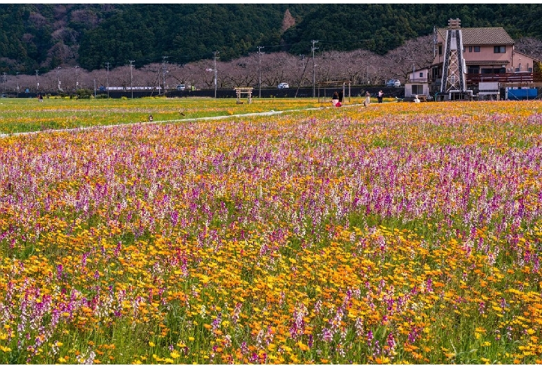 田んぼをつかった花畑