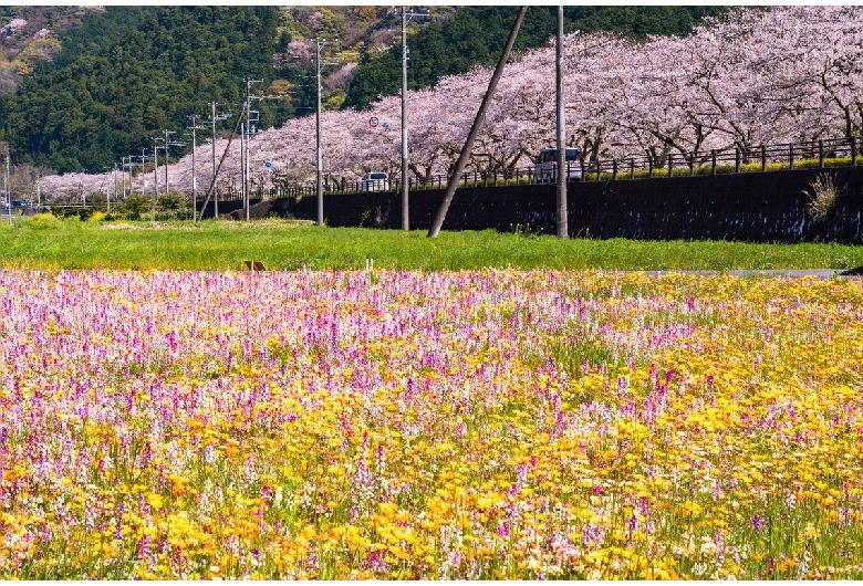 田んぼをつかった花畑