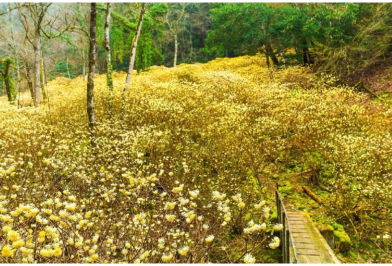 虫居谷ミツマタ群生地