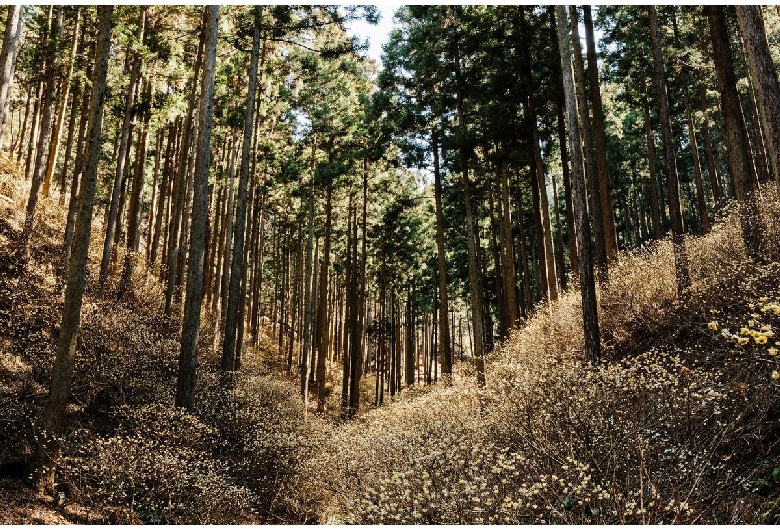 焼森山ミツマタ群生地