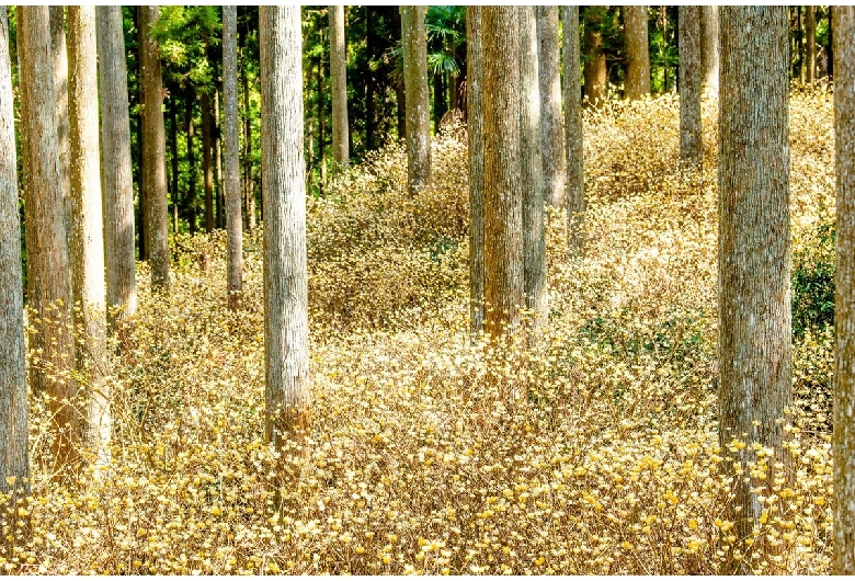 美杉町ミツマタ群生地