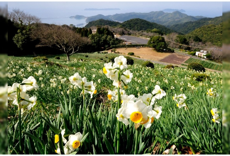 遠見山すいせん公園