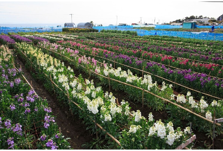 白間津お花畑