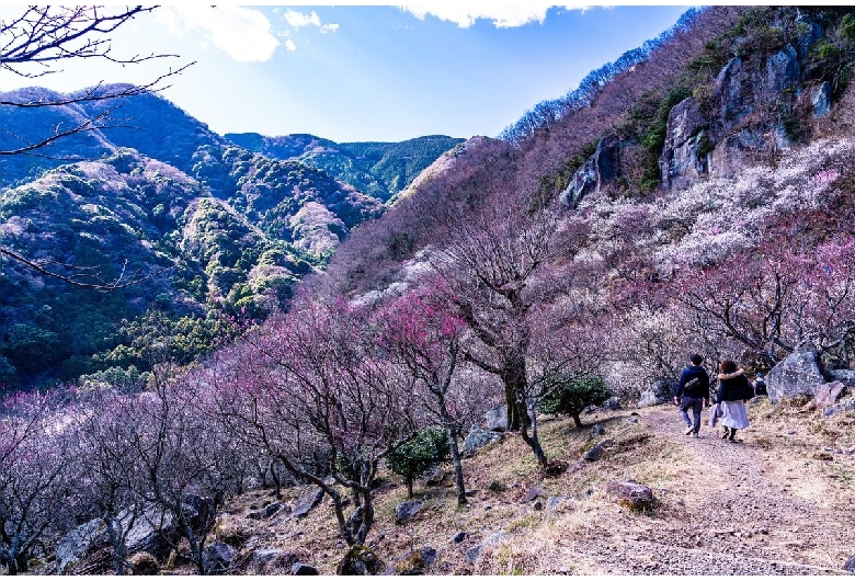 幕山公園（湯河原梅林）