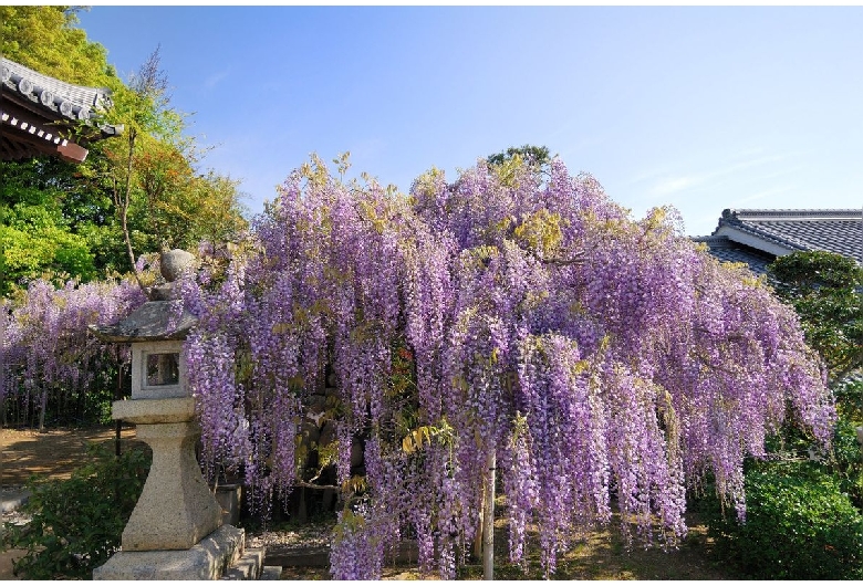 子安地蔵寺