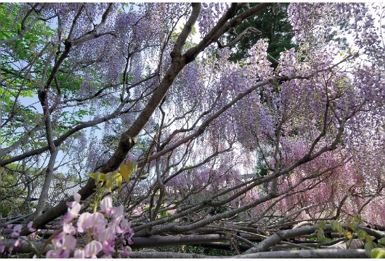 子安地蔵寺