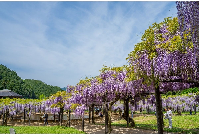 白井大町藤公園