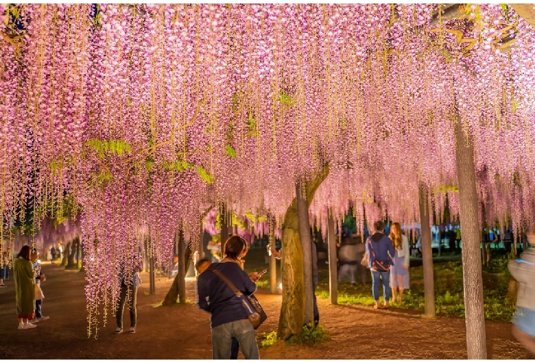 白井大町藤公園